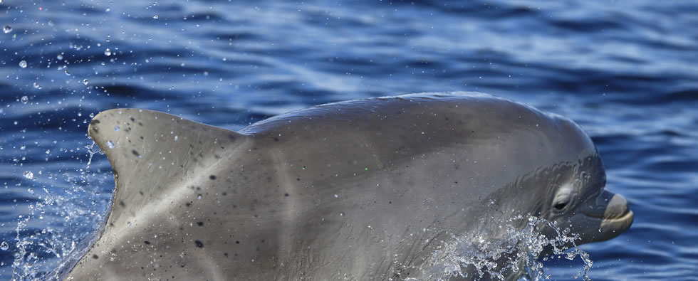 Dolphin and Wildlife Watching Boat Trips run by EcoVentures, Cromarty in the Moray Firth, Scotland.